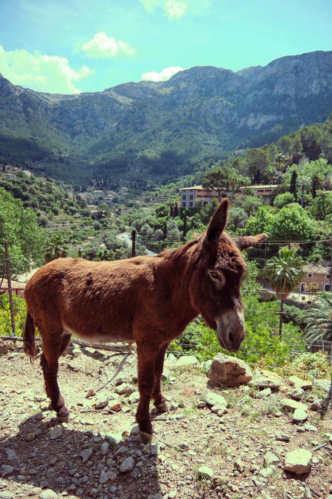Es Moli Deià
